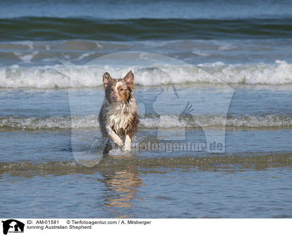 running Australian Shepherd / AM-01581