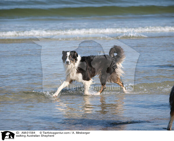 walking Australian Shepherd / AM-01584