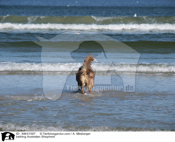 bathing Australian Shepherd / AM-01587