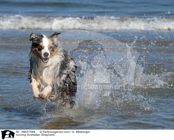 running Australian Shepherd / AM-01588