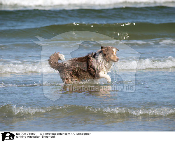 running Australian Shepherd / AM-01589