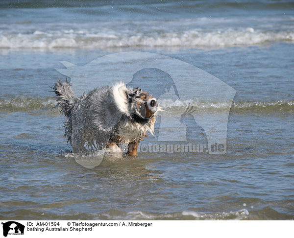bathing Australian Shepherd / AM-01594