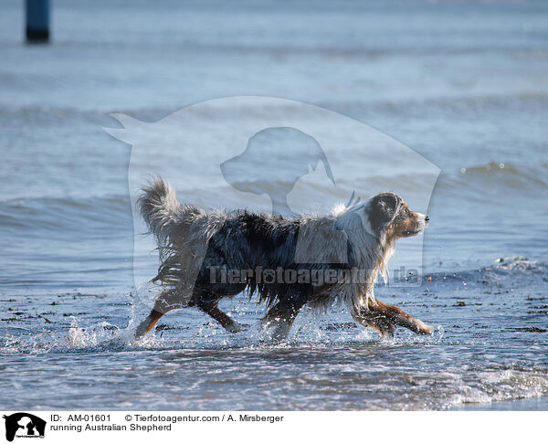 rennender Australian Shepherd / running Australian Shepherd / AM-01601
