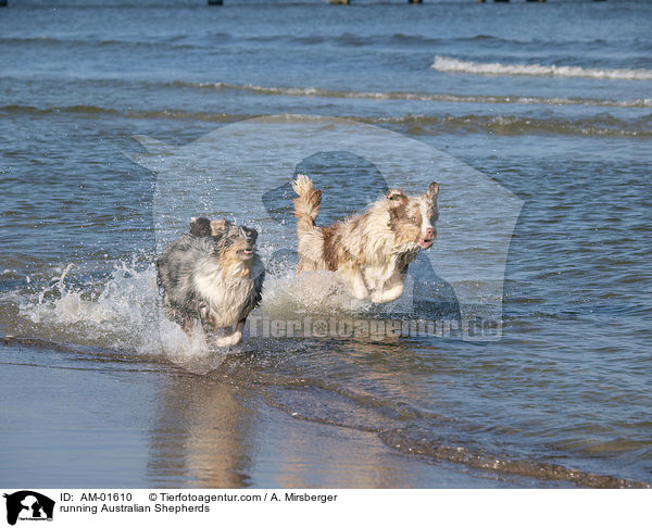 running Australian Shepherds / AM-01610