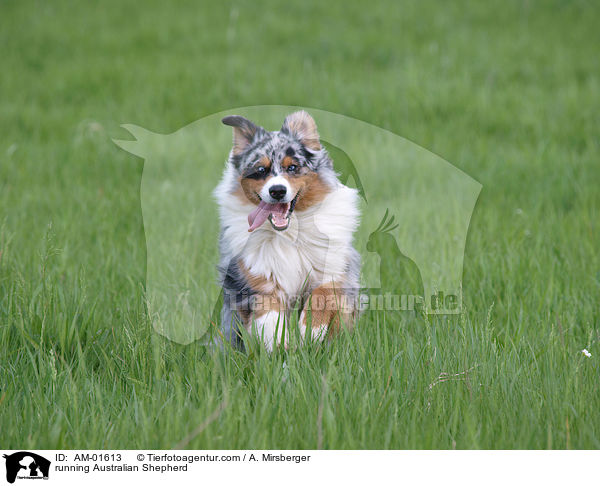 running Australian Shepherd / AM-01613