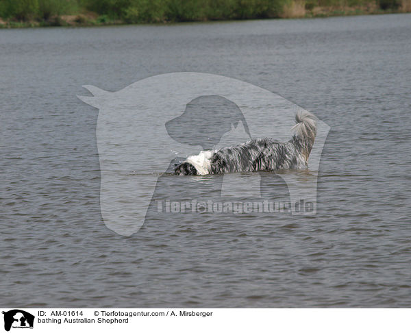 bathing Australian Shepherd / AM-01614