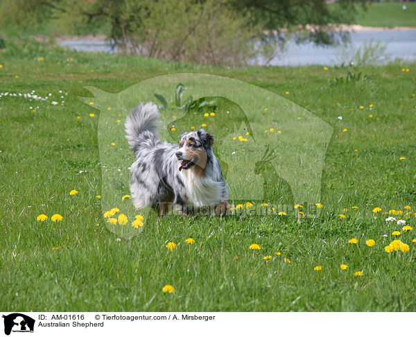 Australian Shepherd / AM-01616