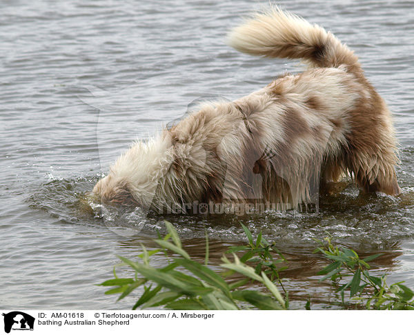 bathing Australian Shepherd / AM-01618