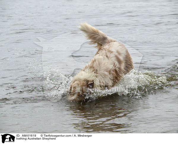 bathing Australian Shepherd / AM-01619