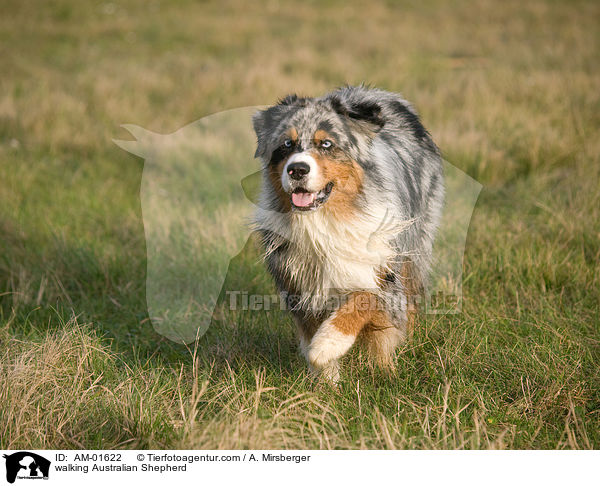 walking Australian Shepherd / AM-01622