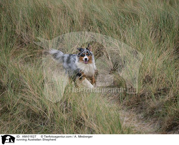 running Australian Shepherd / AM-01627