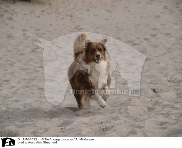 running Australian Shepherd / AM-01633