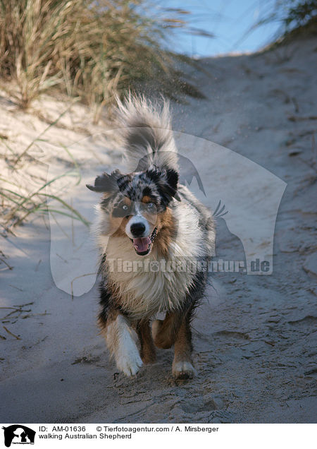 walking Australian Shepherd / AM-01636