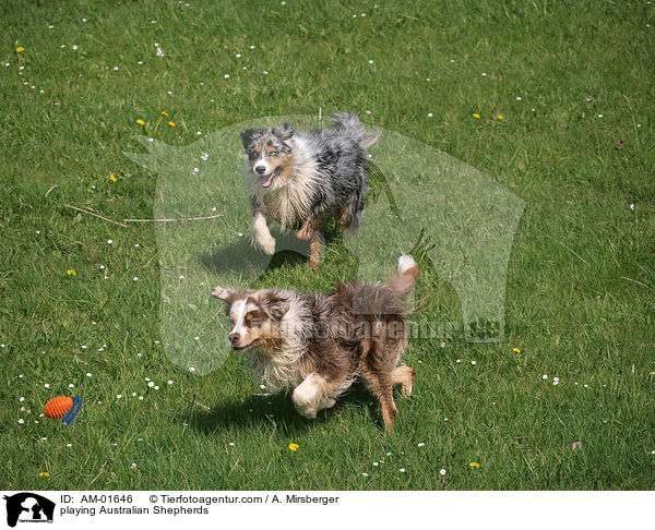 spielende Australian Shepherds / playing Australian Shepherds / AM-01646