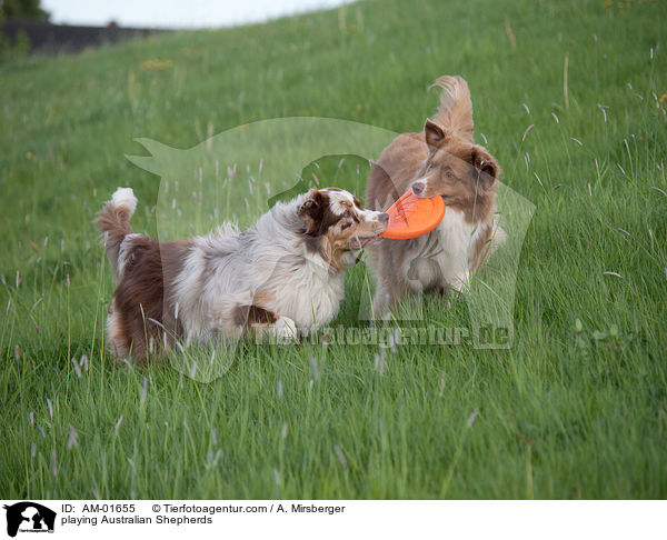 spielende Australian Shepherds / playing Australian Shepherds / AM-01655