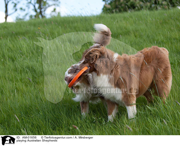 spielende Australian Shepherds / playing Australian Shepherds / AM-01656
