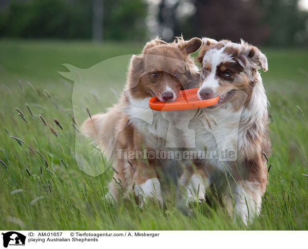 spielende Australian Shepherds / playing Australian Shepherds / AM-01657