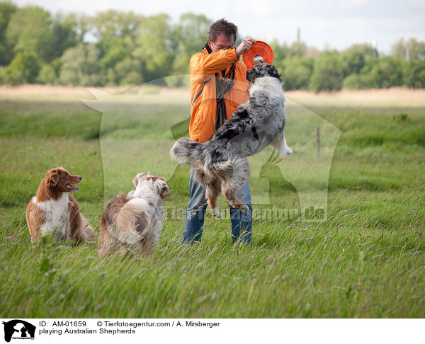 spielende Australian Shepherds / playing Australian Shepherds / AM-01659