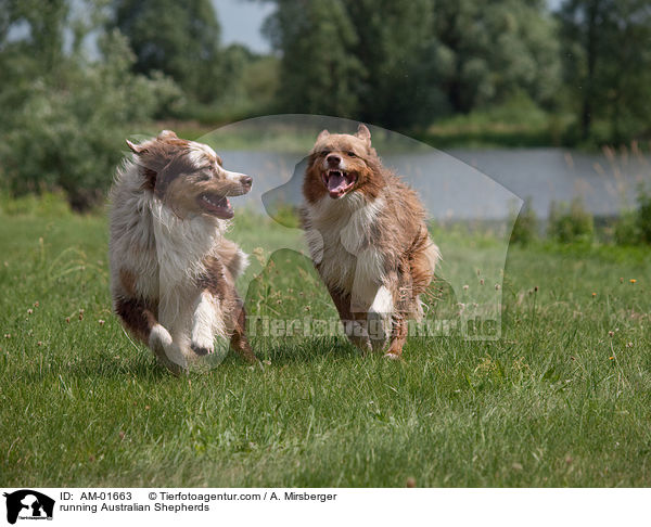 rennende Australian Shepherds / running Australian Shepherds / AM-01663