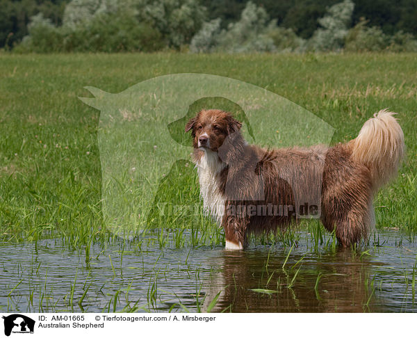 Australian Shepherd / Australian Shepherd / AM-01665