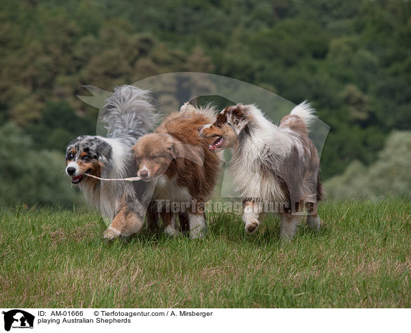 spielende Australian Shepherds / playing Australian Shepherds / AM-01666
