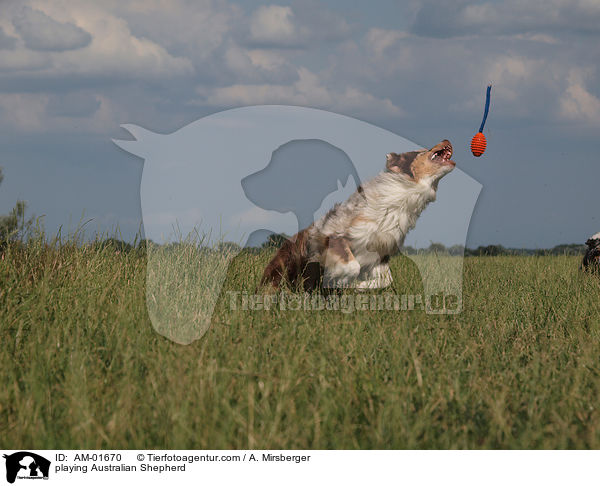spielender Australian Shepherd / playing Australian Shepherd / AM-01670