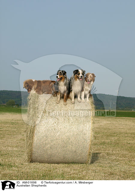 Australian Shepherds / Australian Shepherds / AM-01698