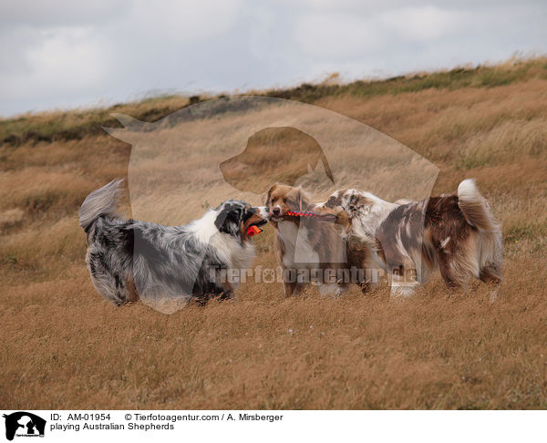 spielende Australian Shepherds / playing Australian Shepherds / AM-01954
