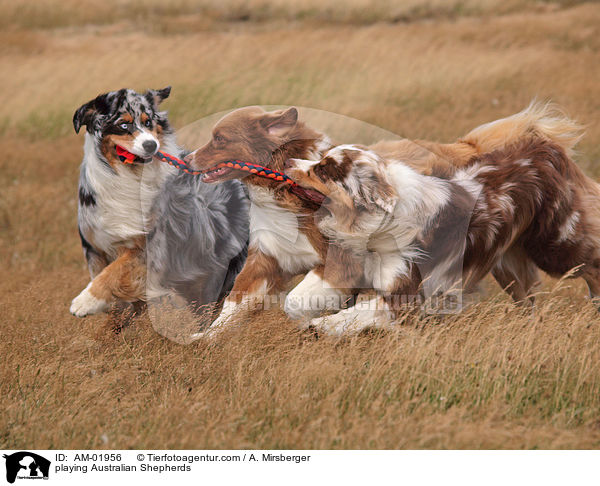 playing Australian Shepherds / AM-01956