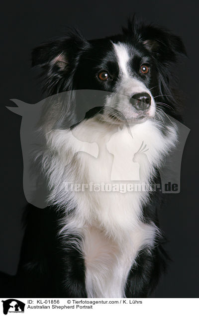 Australian Shepherd Portrait / KL-01856