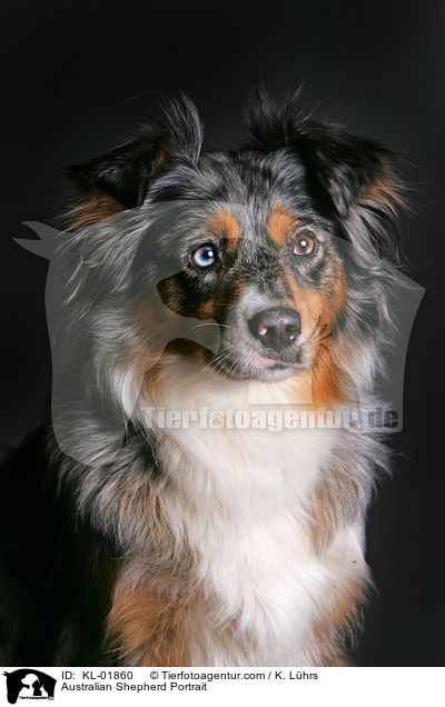 Australian Shepherd Portrait / KL-01860