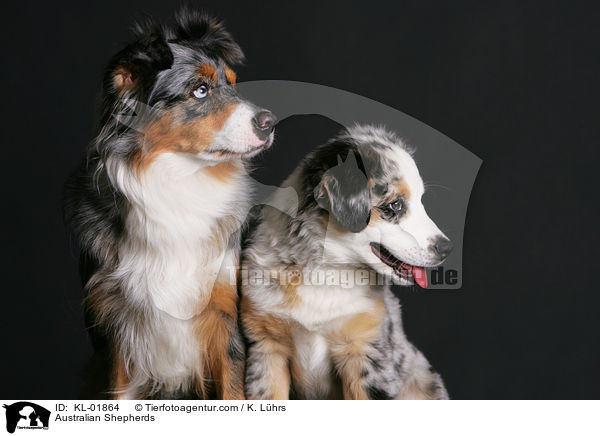Australian Shepherds / Australian Shepherds / KL-01864
