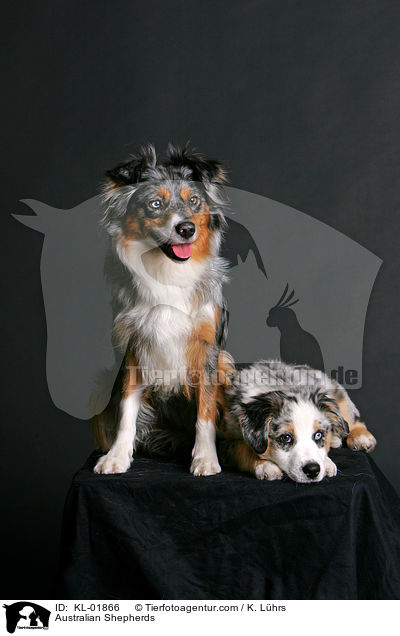 Australian Shepherds / KL-01866