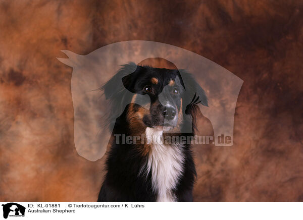 Australian Shepherd / KL-01881