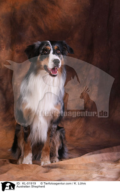 Australian Shepherd / KL-01919