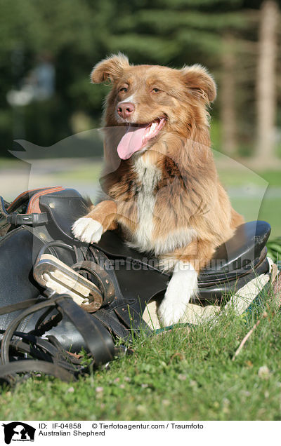 Australian Shepherd / IF-04858