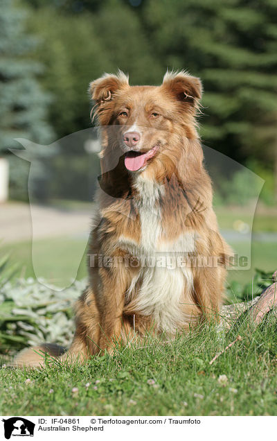 Australian Shepherd / IF-04861