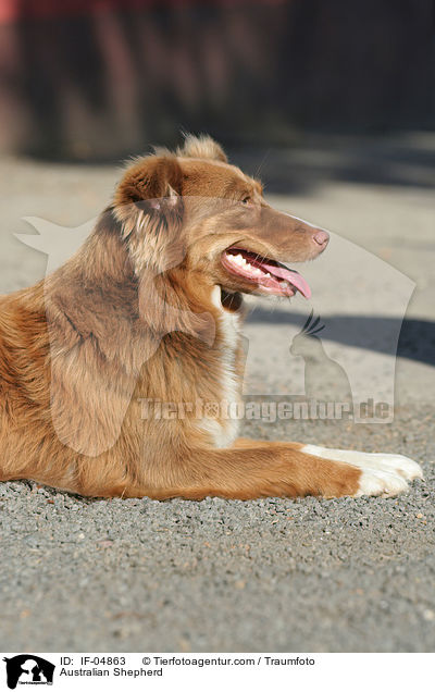 Australian Shepherd / IF-04863