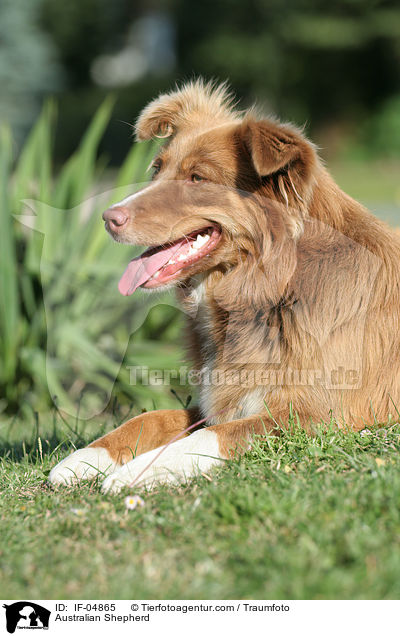 Australian Shepherd / IF-04865