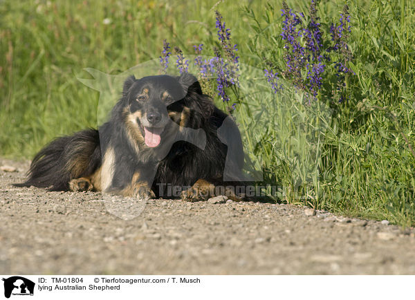 liegender Australian Shepherd / lying Australian Shepherd / TM-01804