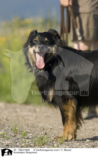 Australian Shepherd / Australian Shepherd / TM-01806