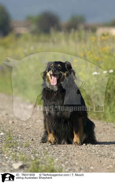 sitzender Australian Shepherd / sitting Australian Shepherd / TM-01808