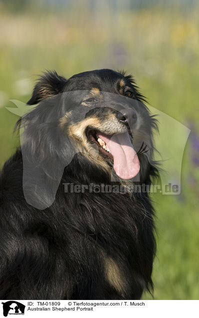 Australian Shepherd Portrait / Australian Shepherd Portrait / TM-01809
