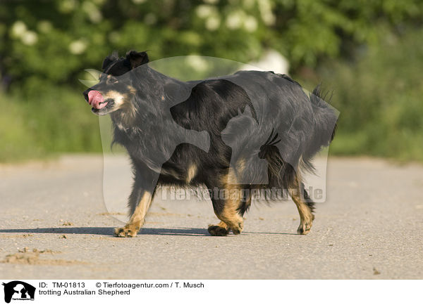 trotting Australian Shepherd / TM-01813