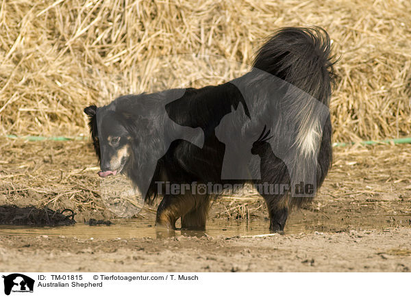 Australian Shepherd / TM-01815