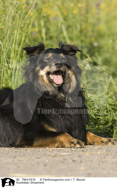 Australian Shepherd / Australian Shepherd / TM-01816