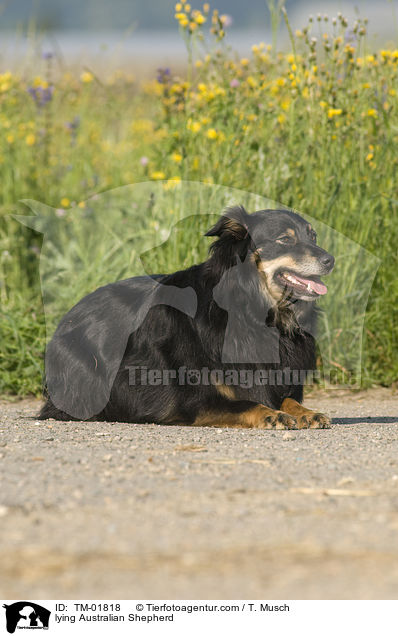 liegender Australian Shepherd / lying Australian Shepherd / TM-01818