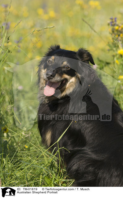 Australian Shepherd Portrait / Australian Shepherd Portrait / TM-01819