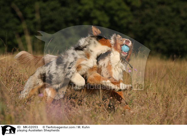 playing Australian Shepherds / MK-02053