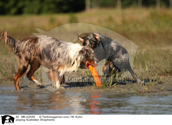 playing Australian Shepherds / MK-02058